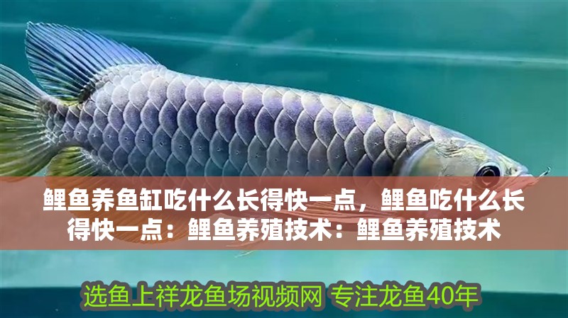 鯉魚養魚缸吃什么長得快一點，鯉魚吃什么長得快一點：鯉魚養殖技術：鯉魚養殖技術 鯉魚養魚缸吃什么長得快一點，鯉魚吃什么長得快一點：鯉魚養殖技術：鯉魚養殖技術 魚缸百科