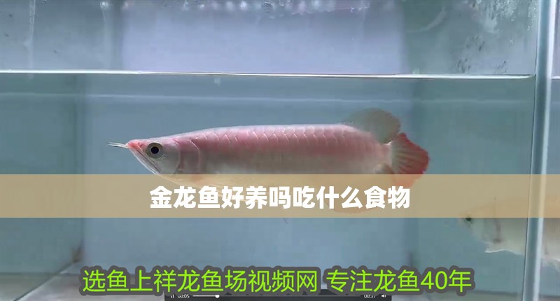 金龍魚好養嗎吃什么食物