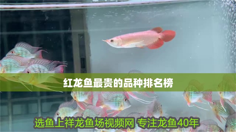 紅龍魚最貴的品種排名榜