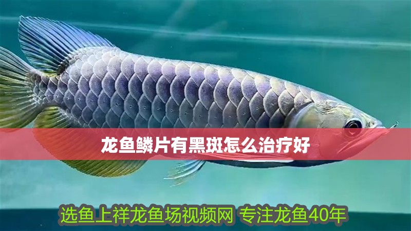 龍魚鱗片有黑斑怎么治療好