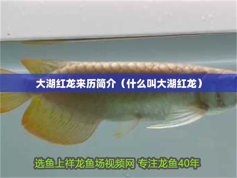 大湖紅龍來(lái)歷簡(jiǎn)介（什么叫大湖紅龍）