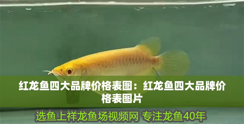 紅龍魚四大品牌價格表圖：紅龍魚四大品牌價格表圖片