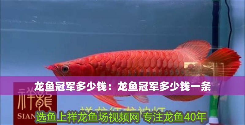 龍魚冠軍多少錢:龍魚冠軍多少錢一條 水族問答 龍魚冠軍多少錢:龍魚冠軍多少錢一條 龍魚冠軍多少錢:龍魚冠軍多少錢一條 水族問答