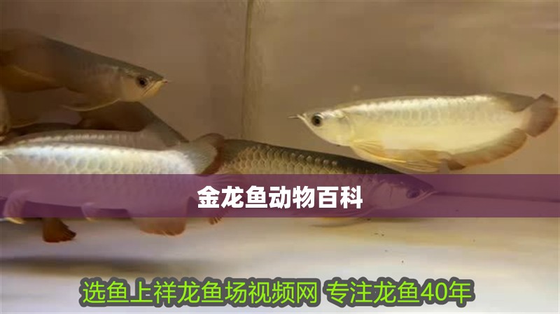 金龍魚動物百科