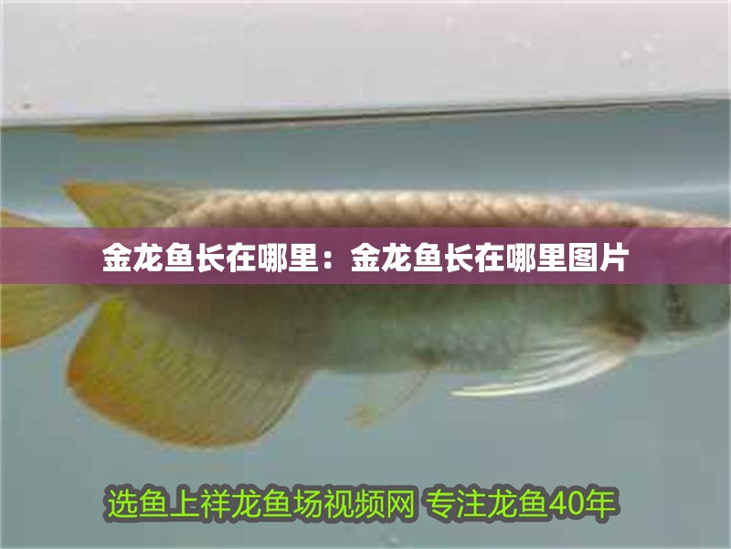 金龍魚長在哪里：金龍魚長在哪里圖片