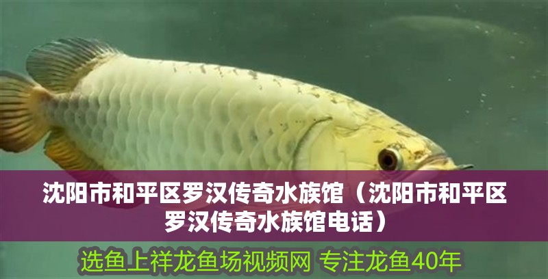 沈陽市和平區羅漢傳奇水族館(沈陽市和平區羅漢傳奇水族館電話) 全國水族館企業名錄 第2張 沈陽市和平區羅漢傳奇水族館(沈陽市和平區羅漢傳奇水族館電話) 沈陽市和平區羅漢傳奇水族館(沈陽市和平區羅漢傳奇水族館電話) 全國水族館企業名錄 第2張