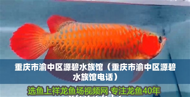 重慶市渝中區(qū)源碧水族館（重慶市渝中區(qū)源碧水族館電話） 重慶市渝中區(qū)源碧水族館（重慶市渝中區(qū)源碧水族館電話） 全國(guó)水族館企業(yè)名錄 第2張