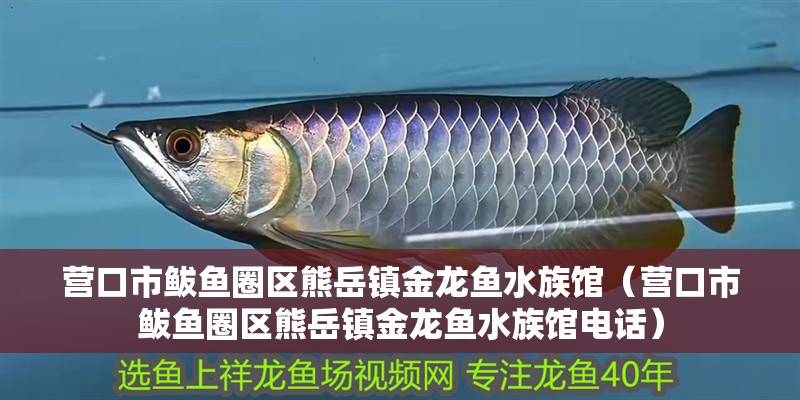 營口市鲅魚圈區(qū)熊岳鎮(zhèn)金龍魚水族館（營口市鲅魚圈區(qū)熊岳鎮(zhèn)金龍魚水族館電話）