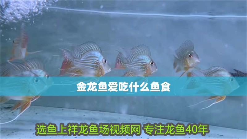 金龍魚愛吃什么魚食