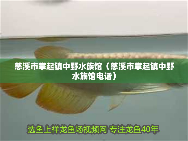 慈溪市掌起鎮中野水族館（慈溪市掌起鎮中野水族館電話）