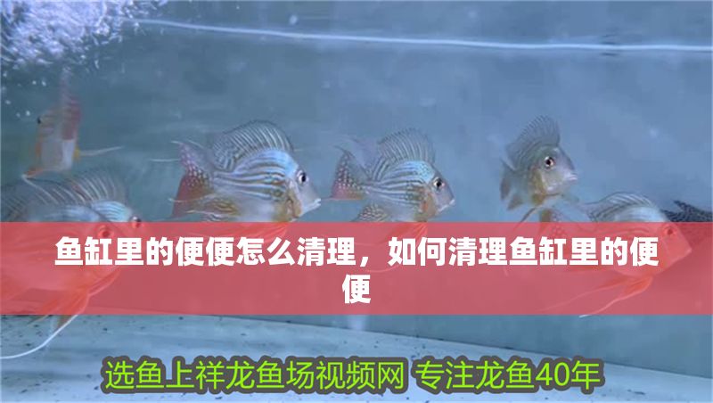 魚缸里的便便怎么清理，如何清理魚缸里的便便