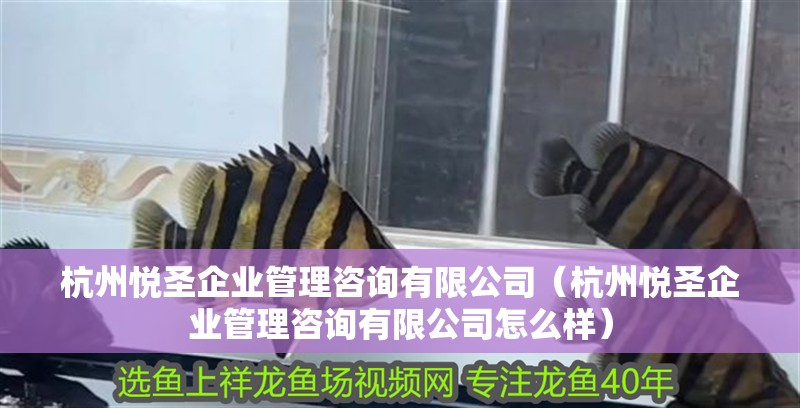 杭州悅圣企業管理咨詢有限公司（杭州悅圣企業管理咨詢有限公司怎么樣）