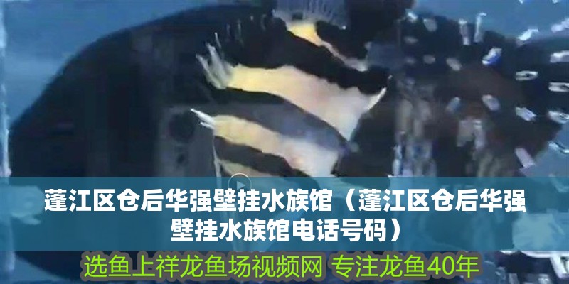 蓬江區(qū)倉(cāng)后華強(qiáng)壁掛水族館（蓬江區(qū)倉(cāng)后華強(qiáng)壁掛水族館電話號(hào)碼）