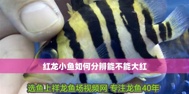 紅龍小魚(yú)如何分辨能不能大紅