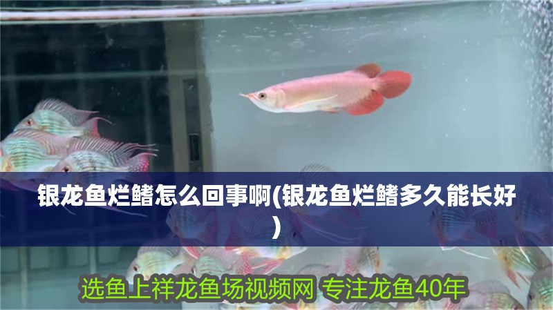 銀龍魚爛鰭怎么回事啊(銀龍魚爛鰭多久能長好)