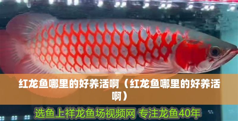 紅龍魚哪里的好養活?。t龍魚哪里的好養活?。? title=