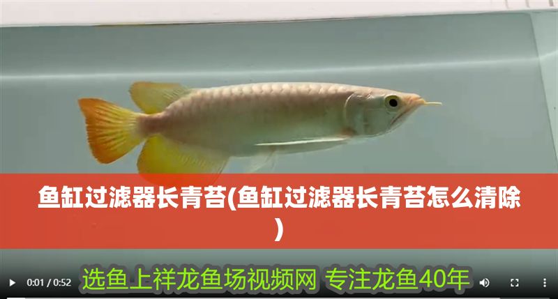 魚缸過濾器長青苔(魚缸過濾器長青苔怎么清除)