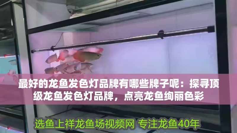 最好的龍魚發色燈品牌有哪些牌子呢：探尋頂級龍魚發色燈品牌，點亮龍魚絢麗色彩