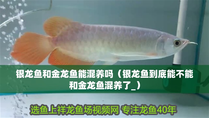 銀龍魚(yú)和金龍魚(yú)能混養(yǎng)嗎（銀龍魚(yú)到底能不能和金龍魚(yú)混養(yǎng)了_） 銀龍魚(yú)和金龍魚(yú)能混養(yǎng)嗎（銀龍魚(yú)到底能不能和金龍魚(yú)混養(yǎng)了_） 銀龍魚(yú)百科