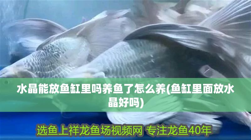 水晶能放魚缸里嗎養魚了怎么養(魚缸里面放水晶好嗎)