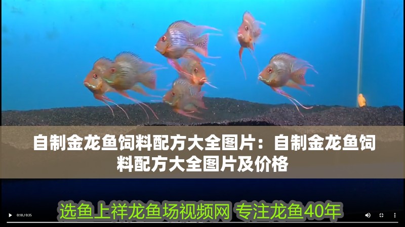 自制金龍魚飼料配方大全圖片：自制金龍魚飼料配方大全圖片及價格