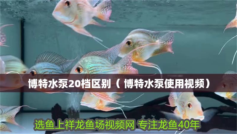 博特水泵20檔區別（ 博特水泵使用視頻）