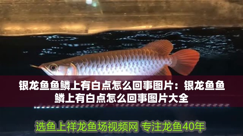 銀龍魚魚鱗上有白點怎么回事圖片：銀龍魚魚鱗上有白點怎么回事圖片大全
