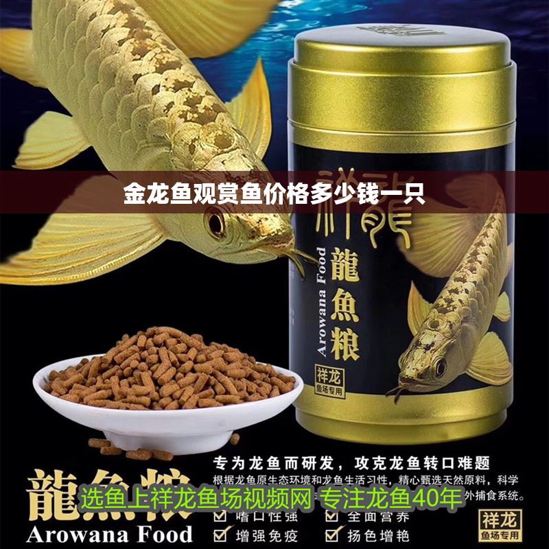 金龍魚觀賞魚價格多少錢一只