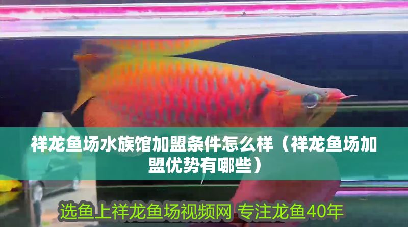 祥龍魚場水族館加盟條件怎么樣（祥龍魚場加盟優勢有哪些）