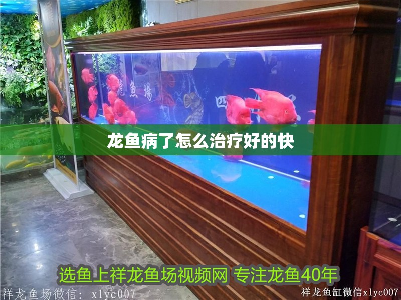 龍魚病了怎么治療好的快