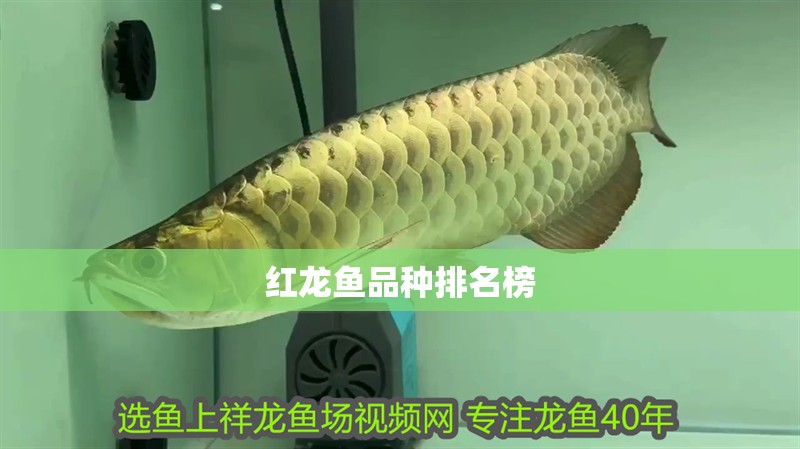 紅龍魚品種排名榜 紅龍魚品種排名榜 龍魚百科 第2張