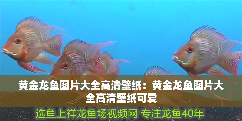 黃金龍魚圖片大全高清壁紙：黃金龍魚圖片大全高清壁紙可愛 黃金龍魚圖片大全高清壁紙：黃金龍魚圖片大全高清壁紙可愛 水族問答