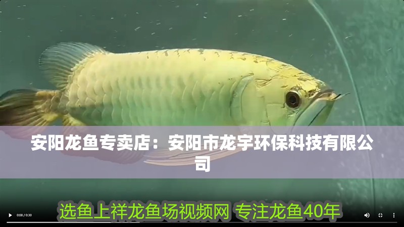 安陽龍魚專賣店：安陽市龍宇環保科技有限公司
