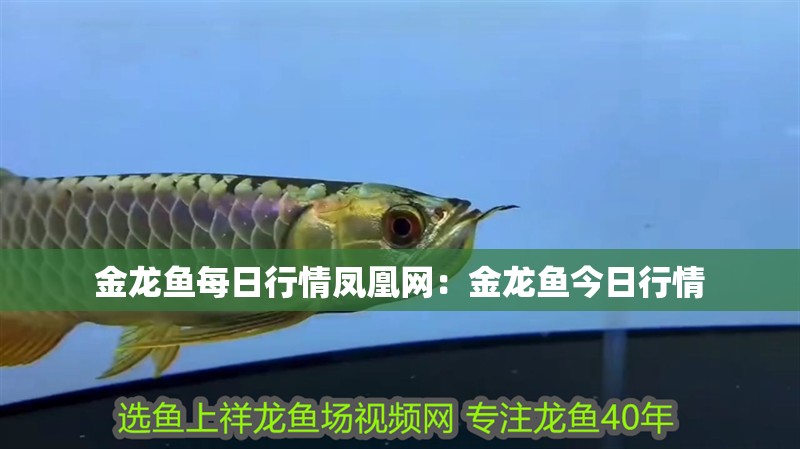 金龍魚每日行情鳳凰網：金龍魚今日行情