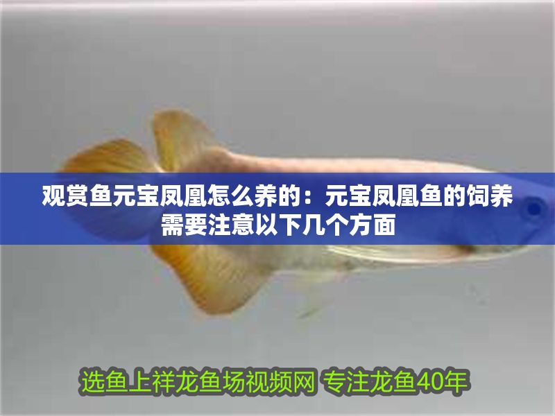 觀賞魚元寶鳳凰怎么養的：元寶鳳凰魚的飼養需要注意以下幾個方面