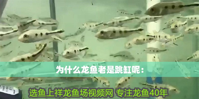 為什么龍魚老是跳缸呢：