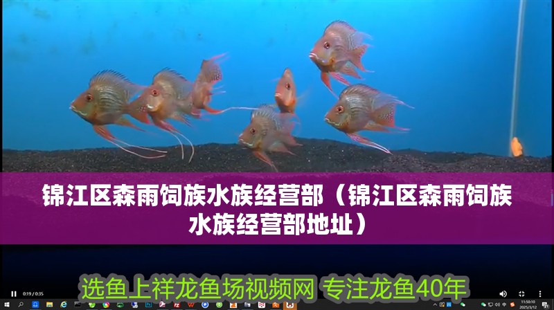 錦江區森雨飼族水族經營部(錦江區森雨飼族水族經營部地址) 全國水族館企業名錄 第2張 錦江區森雨飼族水族經營部(錦江區森雨飼族水族經營部地址) 錦江區森雨飼族水族經營部(錦江區森雨飼族水族經營部地址) 全國水族館企業名錄 第2張