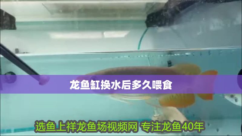龍魚缸換水后多久喂食