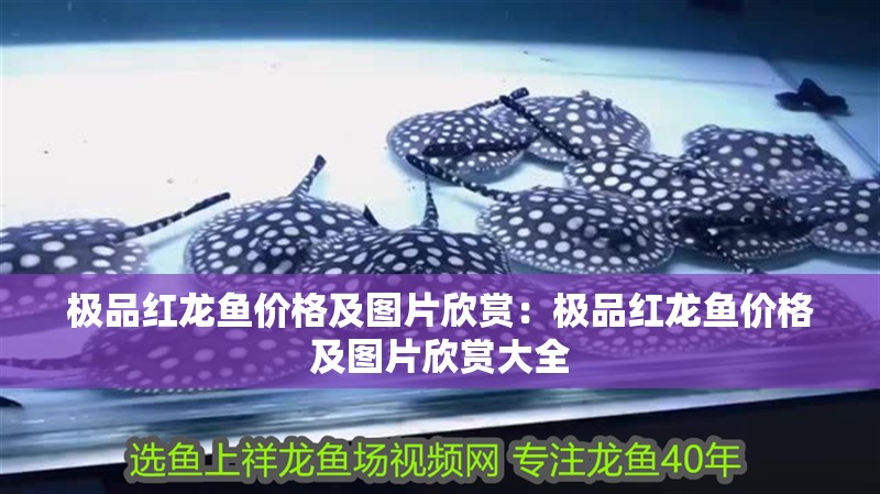 極品紅龍魚價格及圖片欣賞：極品紅龍魚價格及圖片欣賞大全