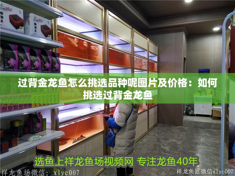 過背金龍魚怎么挑選品種呢圖片及價格：如何挑選過背金龍魚