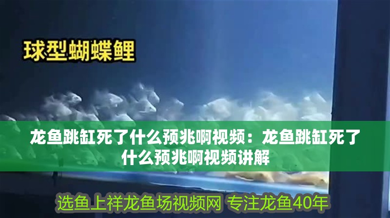 龍魚跳缸死了什么預兆啊視頻：龍魚跳缸死了什么預兆啊視頻講解