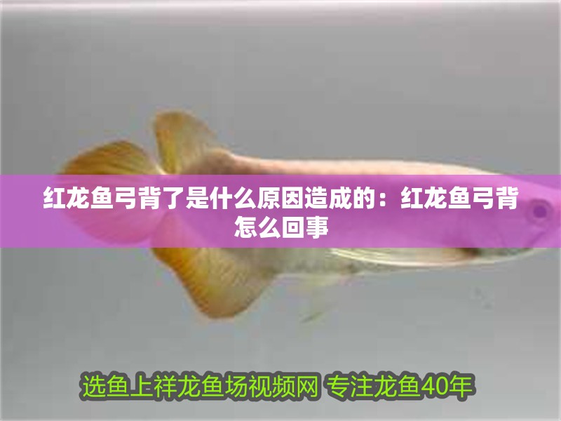 紅龍魚弓背了是什么原因造成的：紅龍魚弓背怎么回事