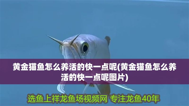 黃金貓魚怎么養活的快一點呢(黃金貓魚怎么養活的快一點呢圖片)