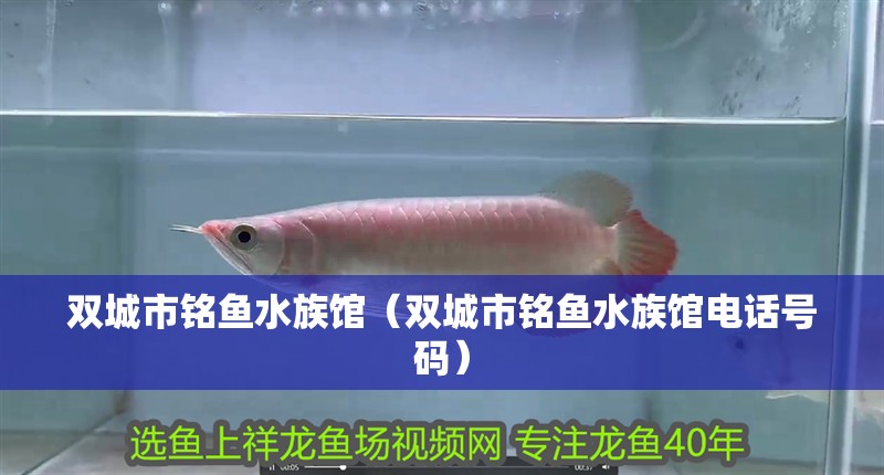 雙城市銘魚水族館（雙城市銘魚水族館電話號碼）