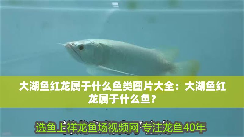 大湖魚紅龍屬于什么魚類圖片大全：大湖魚紅龍屬于什么魚？