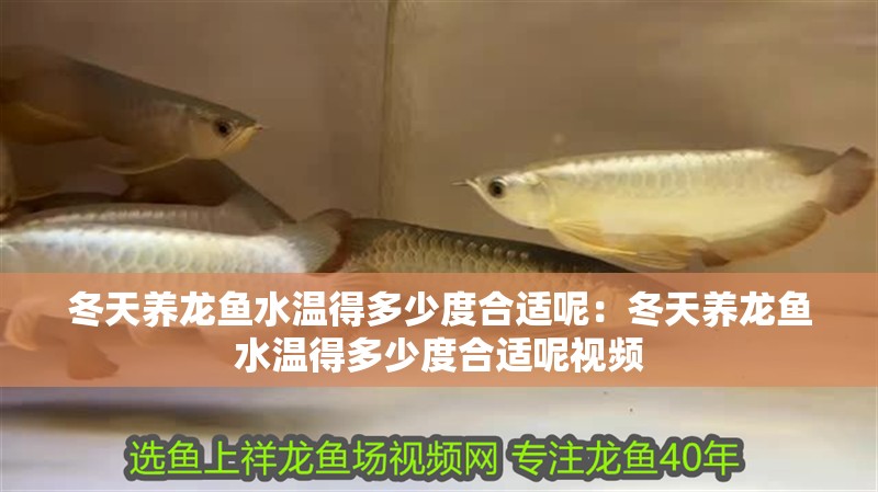 冬天養龍魚水溫得多少度合適呢：冬天養龍魚水溫得多少度合適呢視頻
