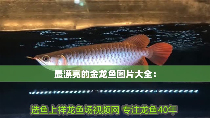 最漂亮的金龍魚圖片大全： 最漂亮的金龍魚圖片大全： 水族問答