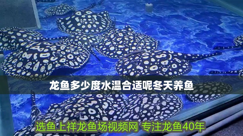 龍魚多少度水溫合適呢冬天養魚 龍魚百科 第2張 龍魚多少度水溫合適呢冬天養魚 龍魚多少度水溫合適呢冬天養魚 龍魚百科 第2張