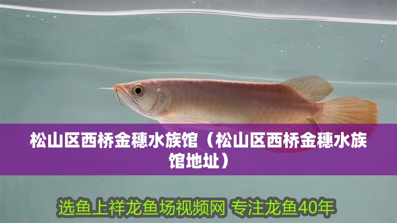 松山區西橋金穗水族館（松山區西橋金穗水族館地址）