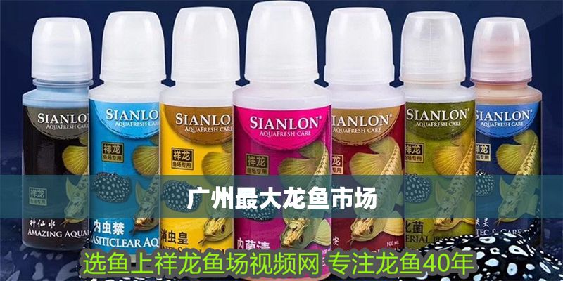廣州最大龍魚市場